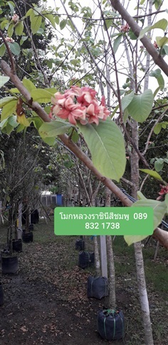 โมกหลวงราชินีสีชมพู