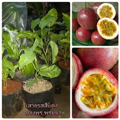 ต้นเสาวรสสีแดง