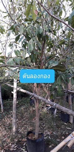 ต้นลองกอง