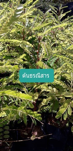 ต้นธรณีสาร