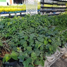 ประดู่ป่า