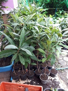 ต้นปีแป๊ะ โลควอท ( Loquat ) หรือ ปี่แป๋ ( Eriobotrya japonic