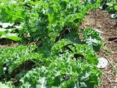 เมล็ดพันธุ์คะน้าใบหยิก(Kale)