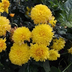เมล็ดพันธุ์ดอกเบญจมาศสีเหลือง 