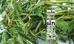 เมล็ดพันธุ์ผักกระเฉด ซื้อ3แถม1