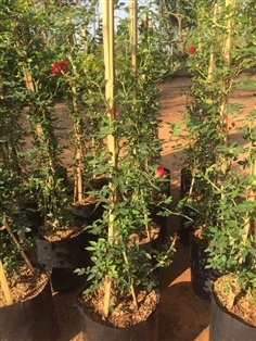 #กุหลาบเลื้อยอังกฤษ  ต้นใหญ่ดอกสีแดง ราคาต้นละ 400 บาท 
