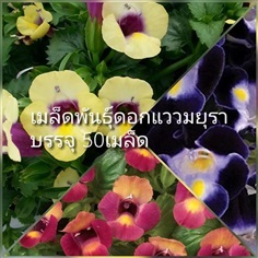 เมล็ดพันธุ์ดอกแววมยุรา ซื้อ3แถม1