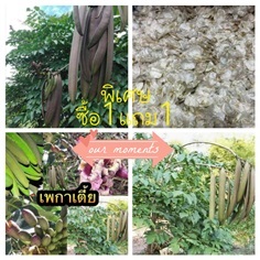 เมล็ดพันธุ์เพกาเตี้ยไต้หวัน ซื้อ1แถม1