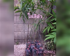 ไผ่ดำ