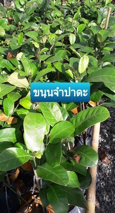 ขนุนจำปาดะ