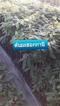 ต้นมะฮอกกานี