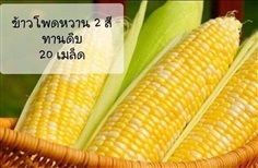 เมล็ดพันธุ์ข้าวโพดทานดิบ2สี ซื้อ3แถม1