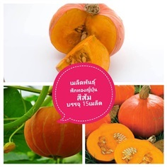 เมล็ดพันธุ์ฟักทองญี่ปุ่นสีส้มพันธุ์โอซาก้า 