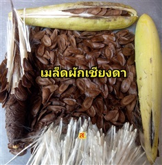 เมล็ดผักเชียงดา