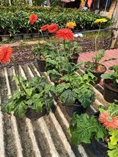 เยอบีร่าสายพันธุ์ไทย (Gerbera)  