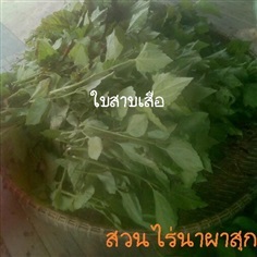 ใบสาบเสือ