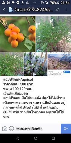 ต้นแอปริคอท apricot พืชตะกูลต้นบ๊วย 