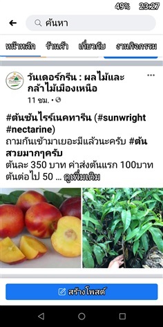 #ต้นซันไรร์เนคทารีน (#sunwright #nectarine)  