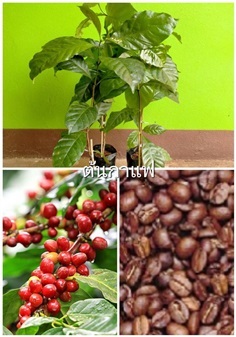 ต้นกาแฟ อราบริกร้า  กาแฟโรบัสต้า