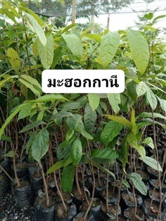 ต้น มะฮอกกานี