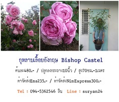 กุหลาบเลื้อยอังกฤษBishop Castel (ดอกหอม)