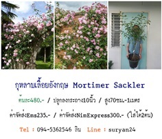 กุหลาบเลื้อยอังกฤษMortimer Sackler (ดอกหอม)