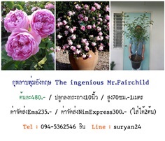 กุหลาบอังกฤษ The ingenious Mr.Fairchild (ดอกหอม)