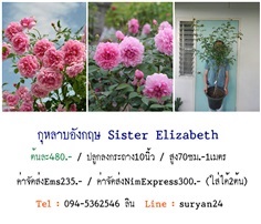 กุหลาบอังกฤษSister Elizabeth (ดอกหอม)