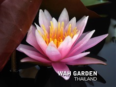 บัวสวยงาม &#39;บัวลูกผสมข้ามสกุลย่อย&#39; | ISG Waterlily