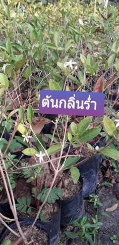 กลิ่นร่ำ