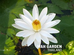 บัวผันบานกลางคืน ทรูดี้สโลคั่ม  |  Nymphaea &#39;Trudy Slocum&#39;