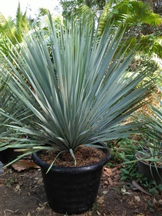 ยุคค่า (Yucca Rostrata) 