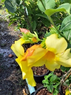 บานบุรีเหลืองดอกใหญ่ (กทม)