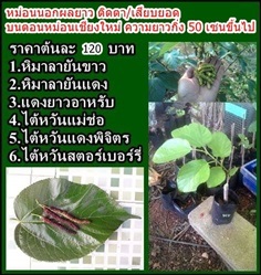 หม่อนผลยาว สายพันธุ์ต่างประเทศ