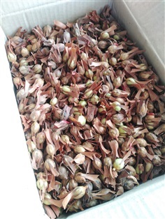 ขายเมล็ดพร้อมเพาะไม้รัง
