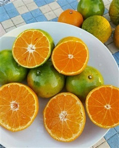 #ส้มสายน้ำผึ้งไร้เมล็ด แบบเสียบยอด ต้นตอเป็นแลงเพอร์ 