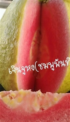 #ฝรั่งชมพูพันทิพย์/#เจินจูหง ผลโต เนื้อแดง เมล็ดน้อยมาก 