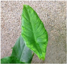 Alocasia perakensis