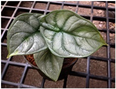 Alocasia Silver Dragon