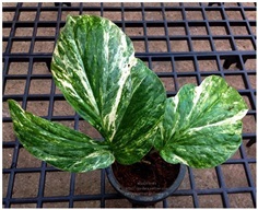 Amydrium medium Variegated