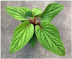 Anthurium Luxurians