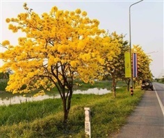  #เหลืองเชียงราย มีดอกสีเหลืองสวยสะพรั่ง ช่วงฤดูแล้ง 