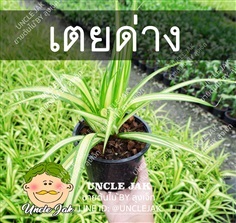 เตยด่าง กระถาง5-6นิ้ว พร้อมปลูก