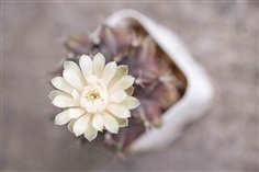 ยิมโนผิวสีม่วง ดอกขาวอมชมพูอ่อน กระบองเพชร แคกตัส
