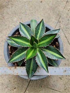 ขายอากาเว่ต้นใหญ่เกินกระถาง &quot;Agave lophantha&quot; กระถางไซส์ 8&quot;