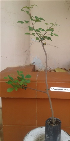 กำยาน Commiphora Eminii