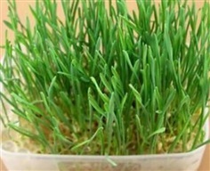 เมล็ดพันธุ์หญ้าแมว (Cat grass)