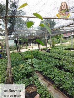 ตะเคียนทอง