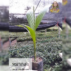 หมากสง