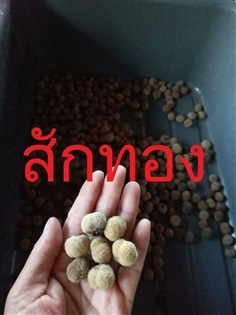 เมล็ดสักทอง